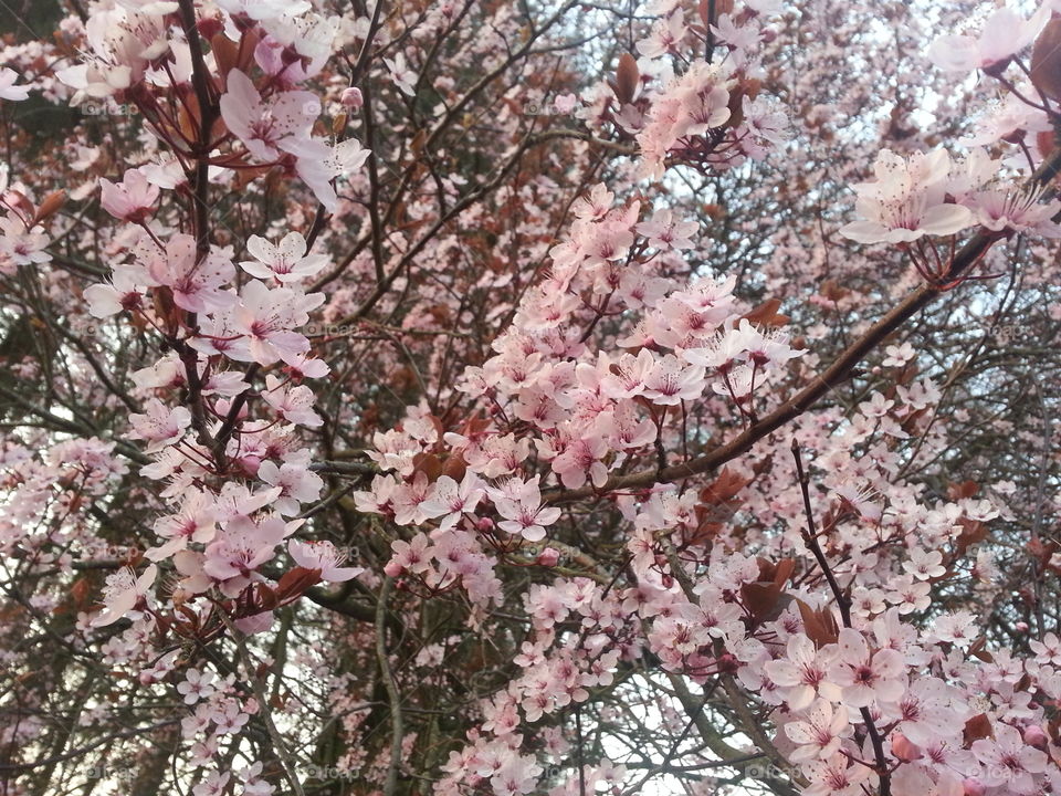 cherry. spring is here, the flowers of the cherry open!