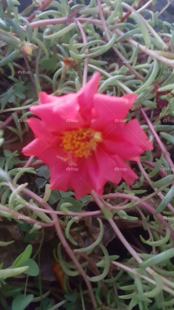 pink rose mosd