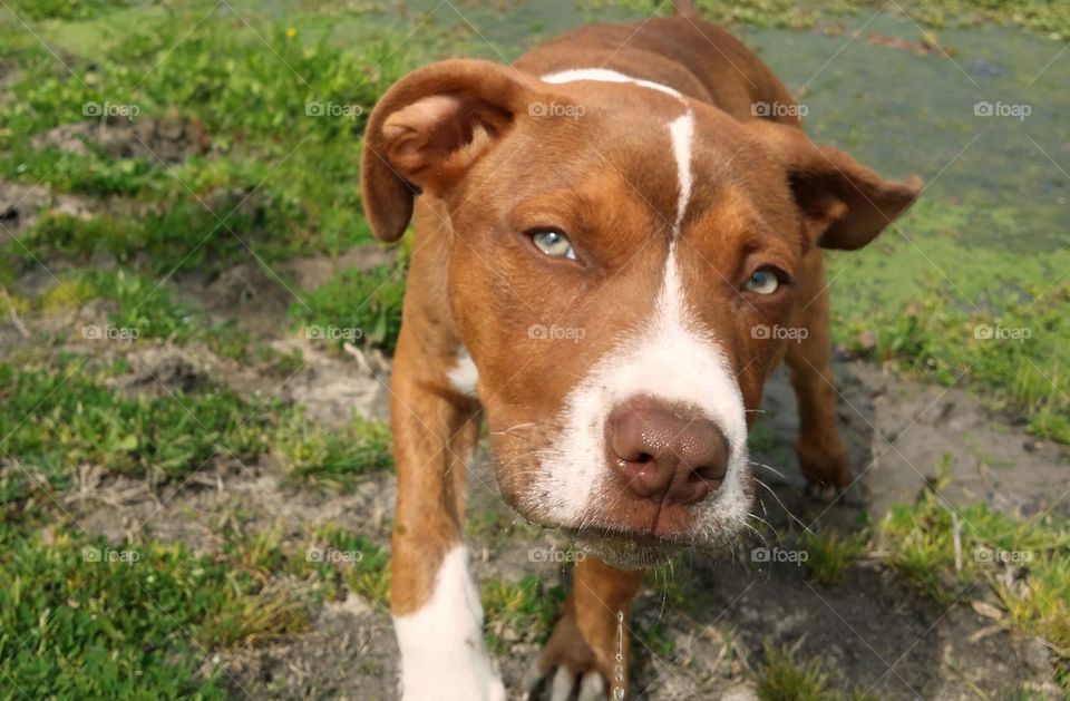 A puppy with green eyes looking into the camera getting out of a pond in spring