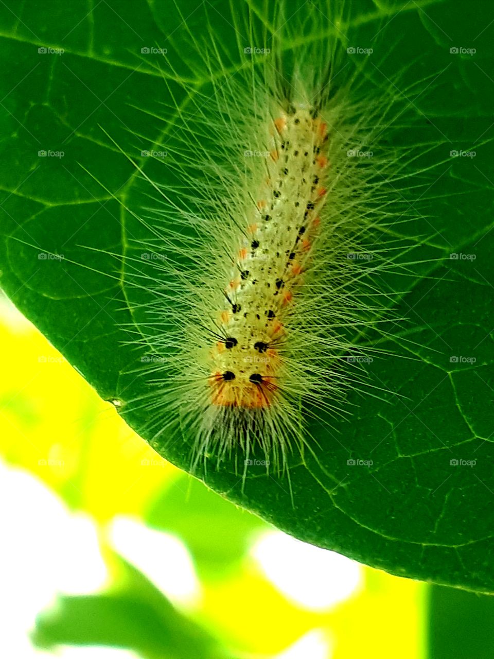 caterpillar