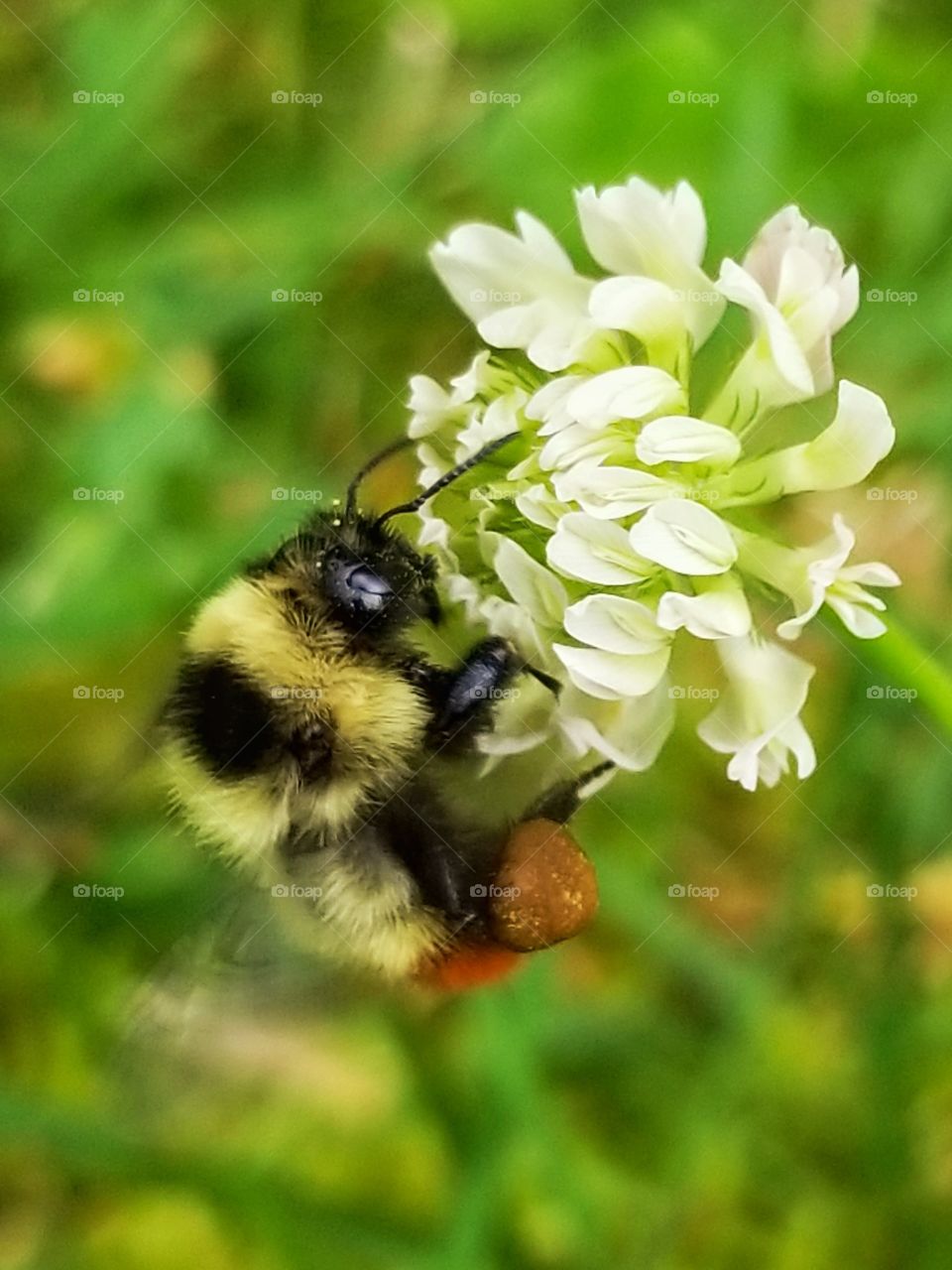Pollinating bee