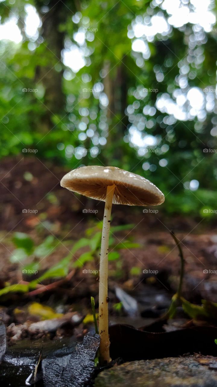 mushroom 3