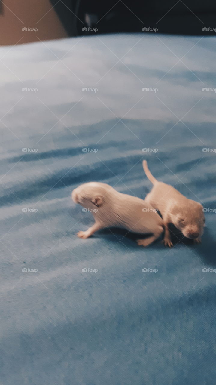 Squirrels babys having fun