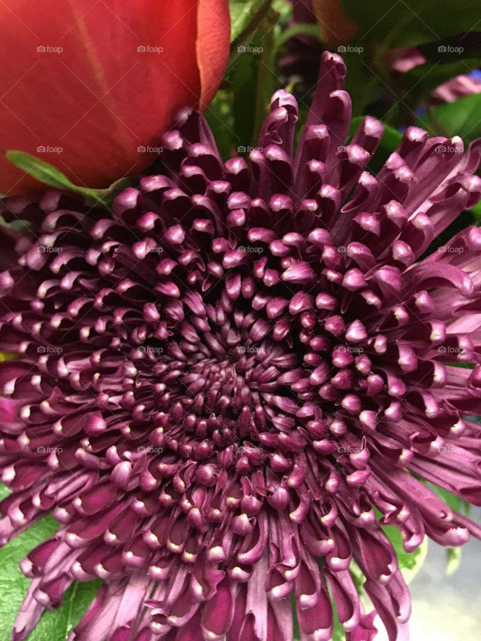 Purple flower
