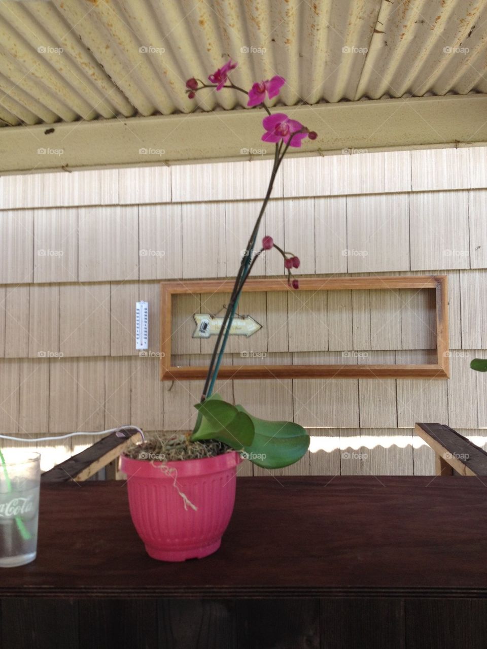 My orchid