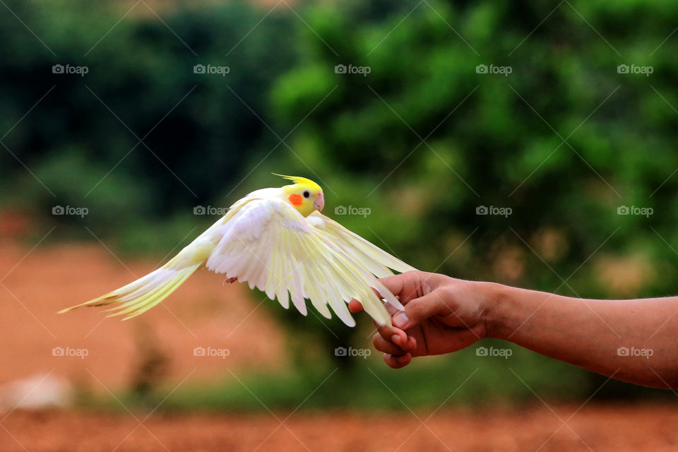 a bird flyback to his owner.
