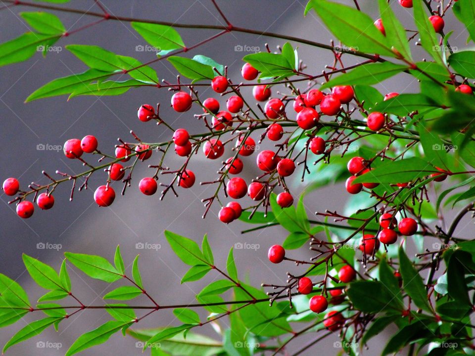 Beautiful red berries