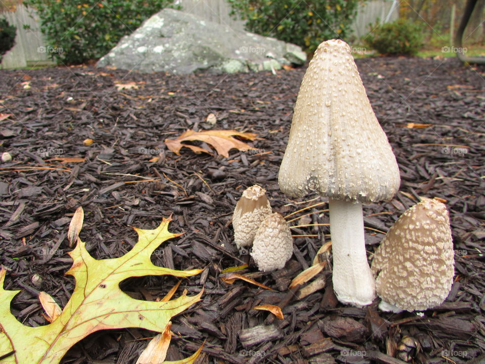 A mushroom with three little mushrooms growing around it, all growing in mulch in front of a big rock and bushes