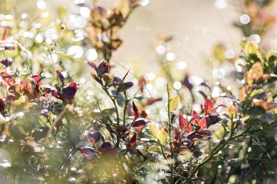 Morning dew on colorful blueberry plant leaves in early autumn 