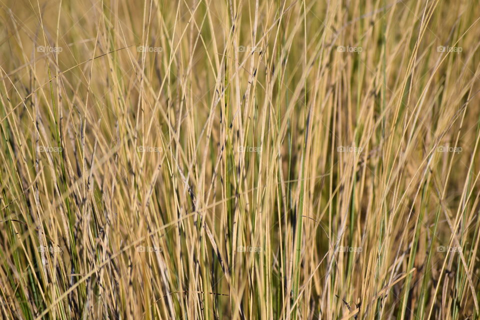 Full frame shot of wheat grass