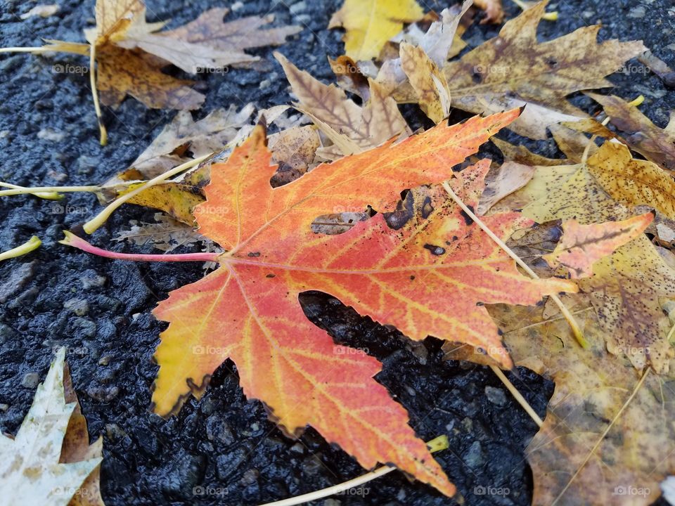 Red Fall Leaf
