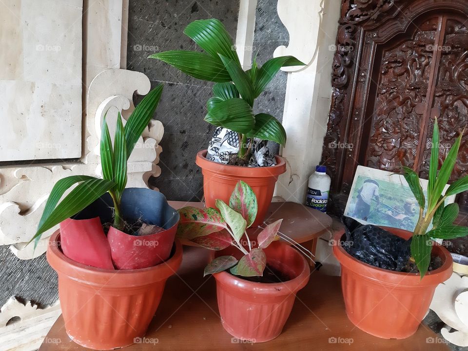 Decorative plants in brown plastic pots