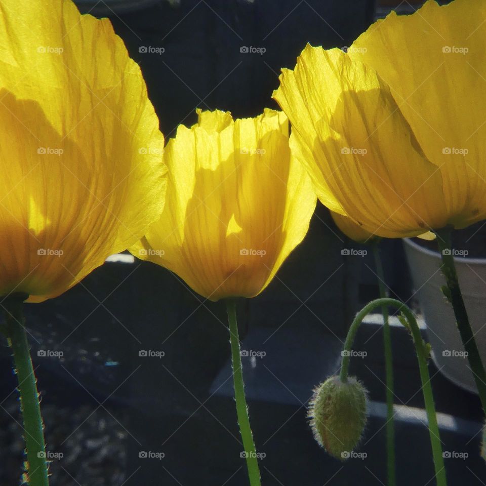 Yellow poppies