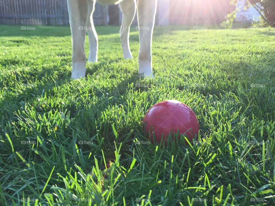 Dog standing in grass with red ball.