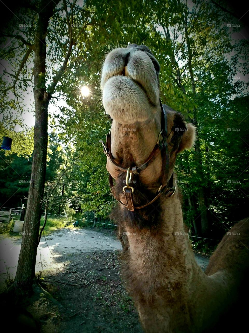 Omar the Camel