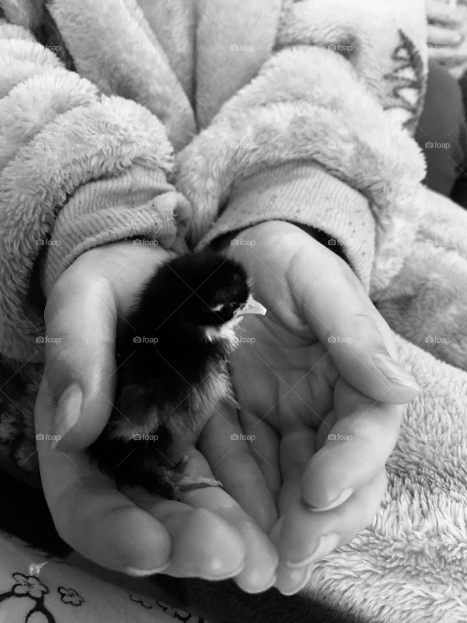 Hand reared chick (penguin) 