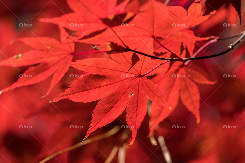 Foap, Flora and Fauna of 2019: Brilliant red foliage of a Japanese maple during the autumn season. Crowder Park in Apex, North Carolina.