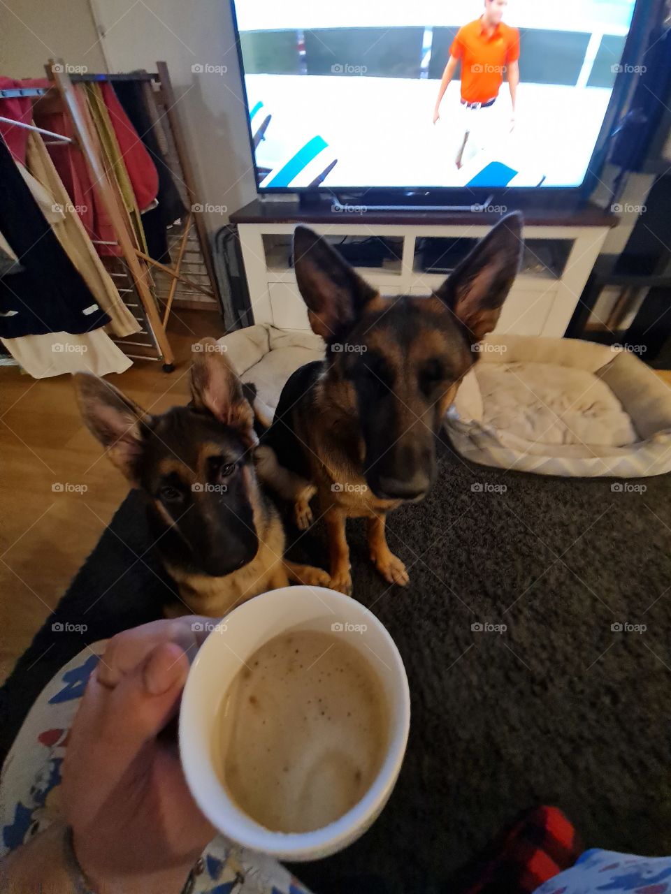 When Dads got Coffee and the Puppies want some!!!... ohh please dad I'm being so good!!
