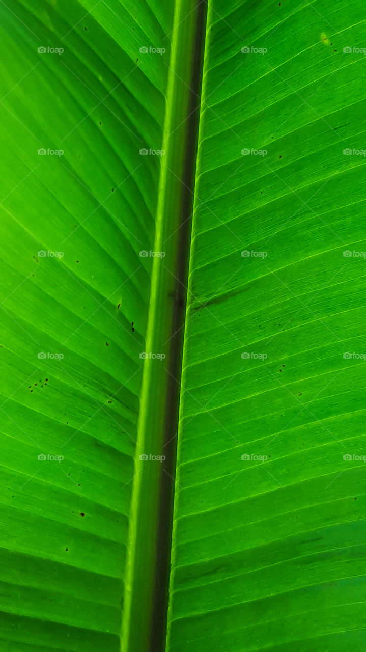 Banana Leaf- A close up of one of our huge banana leaves.