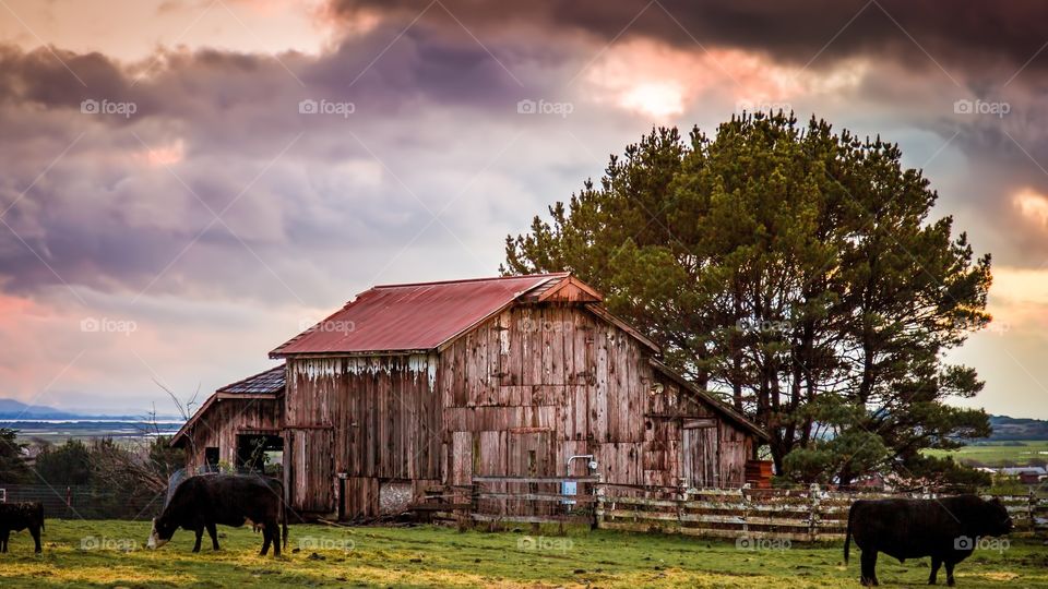 Cow grazing on grassy land