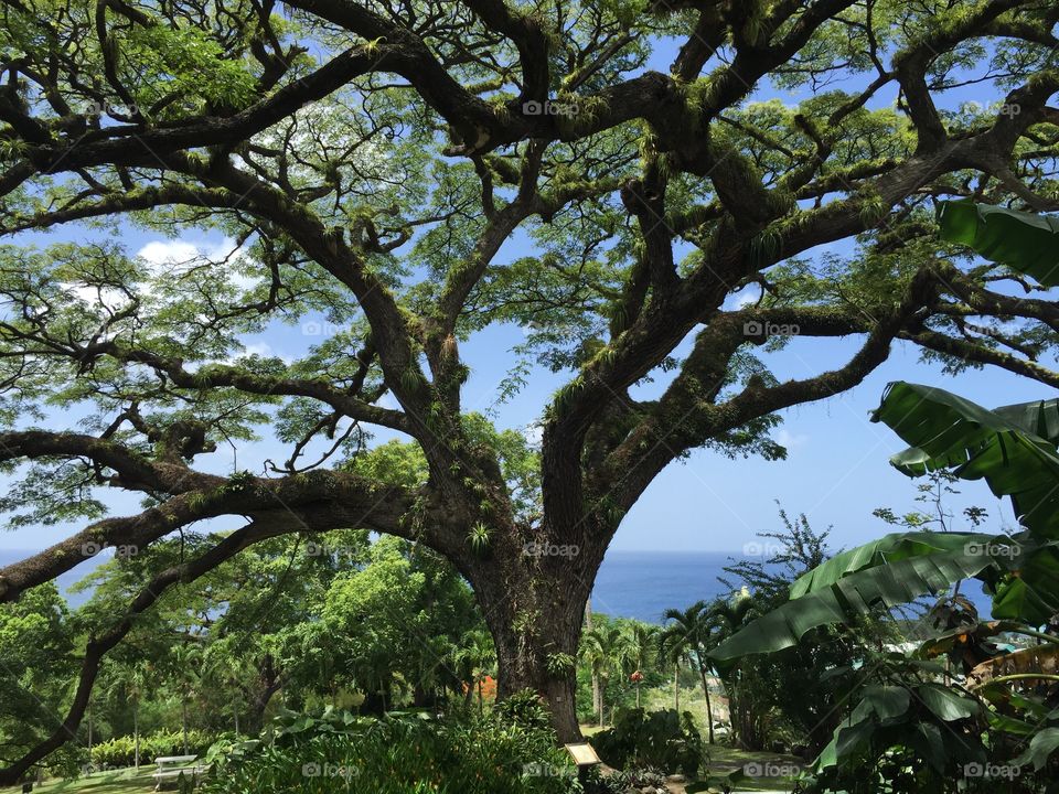 Tree at Batik house 