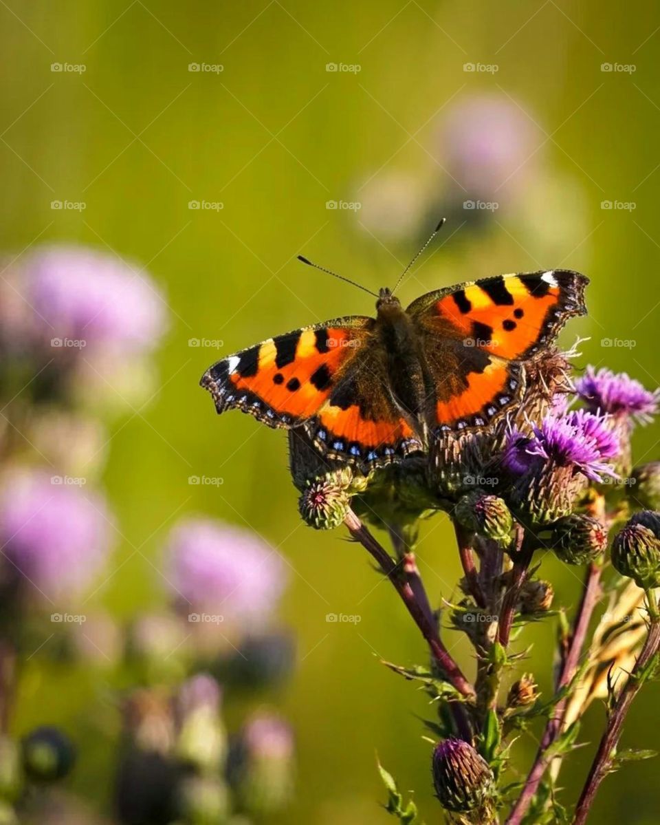 Butterfly picture