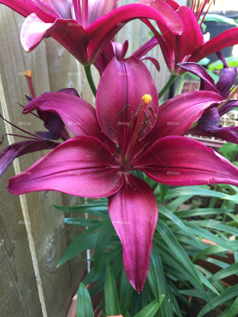 Purple asiatic lily