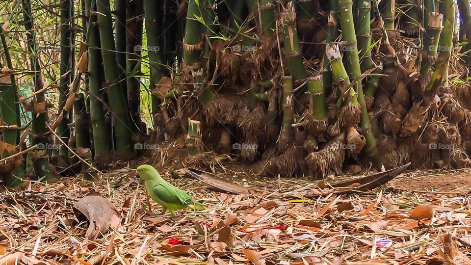 parrot near the bamboo trees 