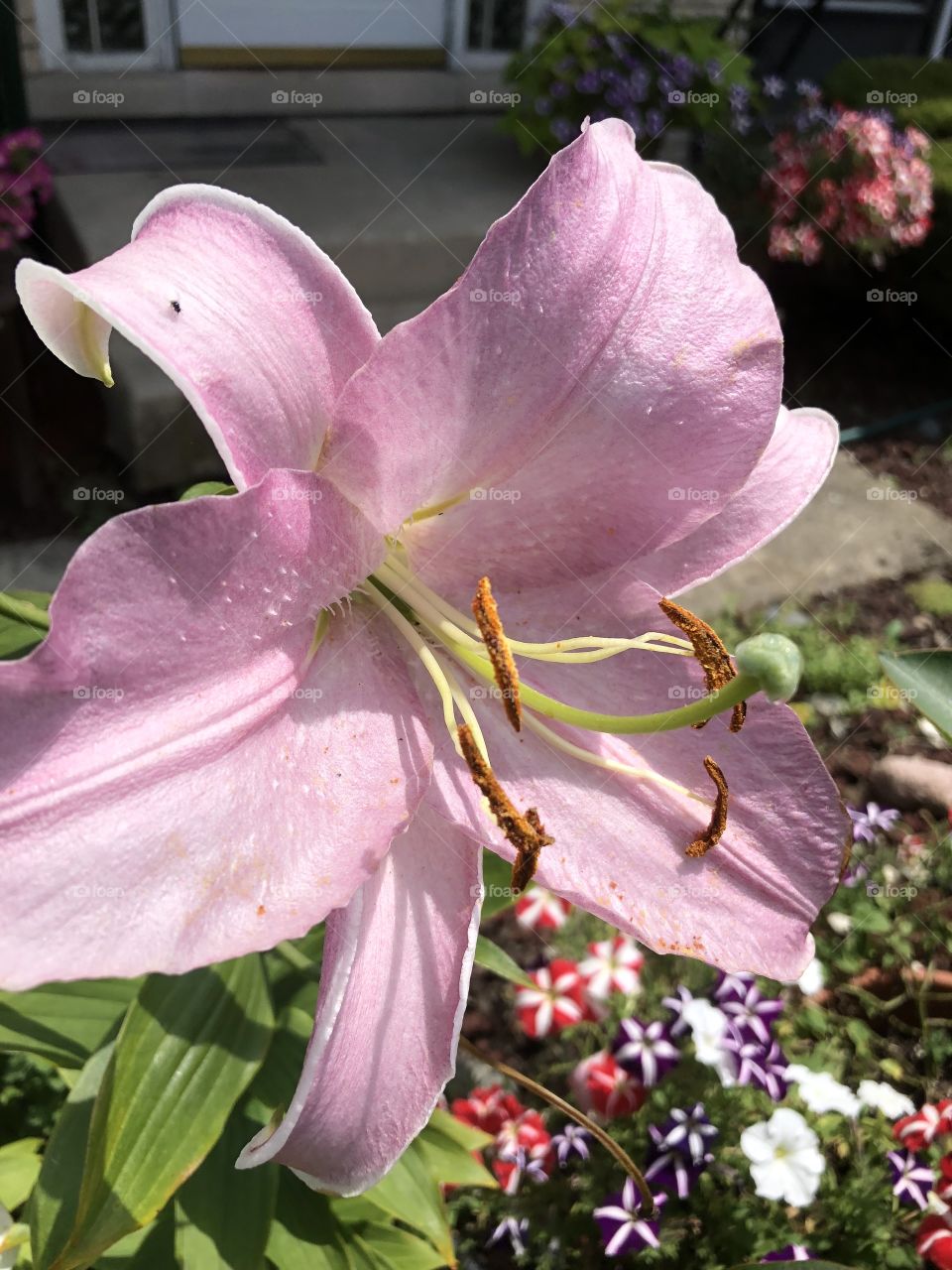 Mad dog and Englishmen in the midday sun, and lilies. A fresh just past full bloom pretty in pink lily.