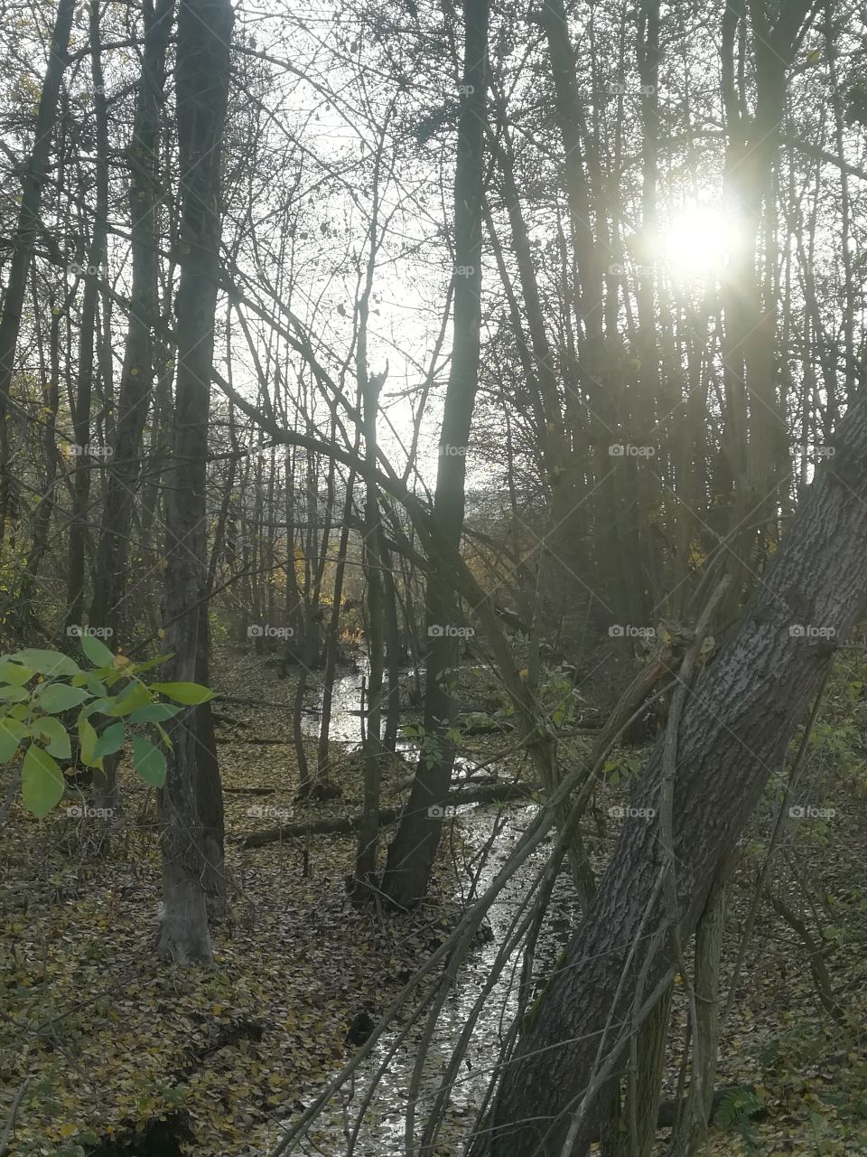 Bach Wald Sonne Himmel Herbst Natur