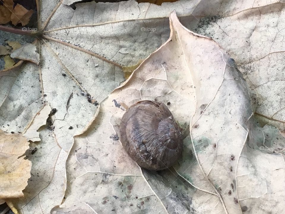 Leaves and snail 