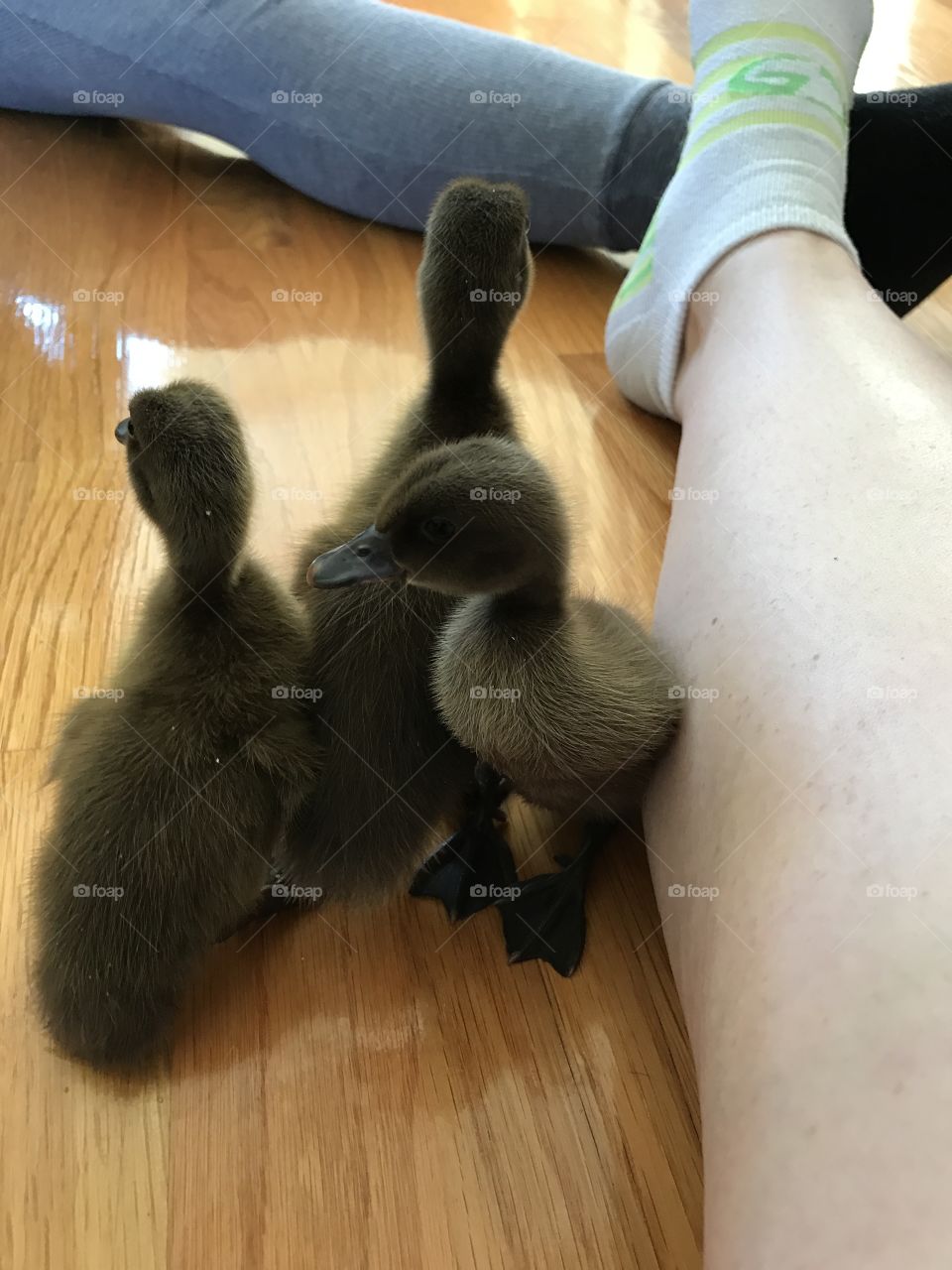 Ducks 