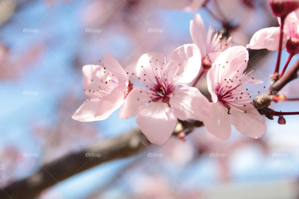 Cherry blossoms 