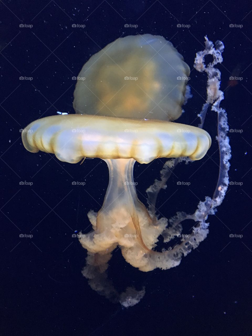 Jellyfish 
