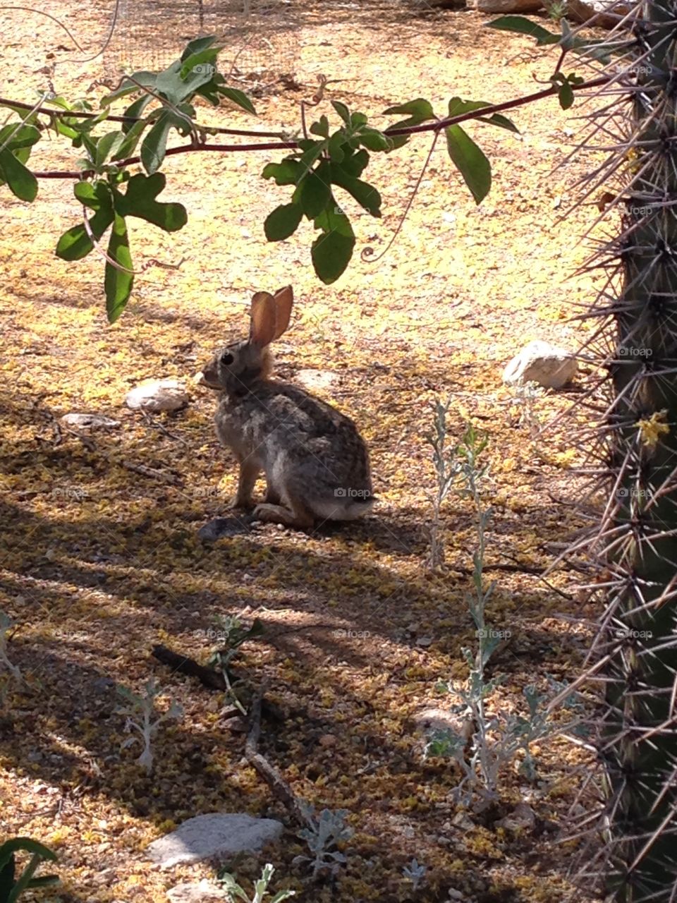 Bunny fun. Setting rabbit in wild in Tucson 