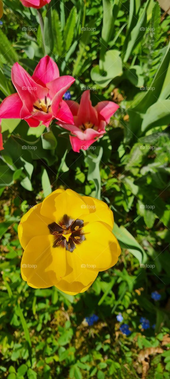 Tulpen