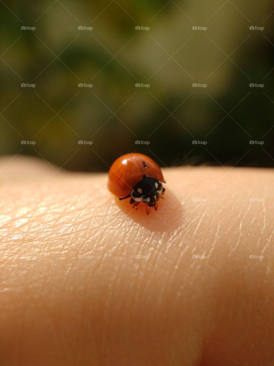 Ladybirds Close-ups