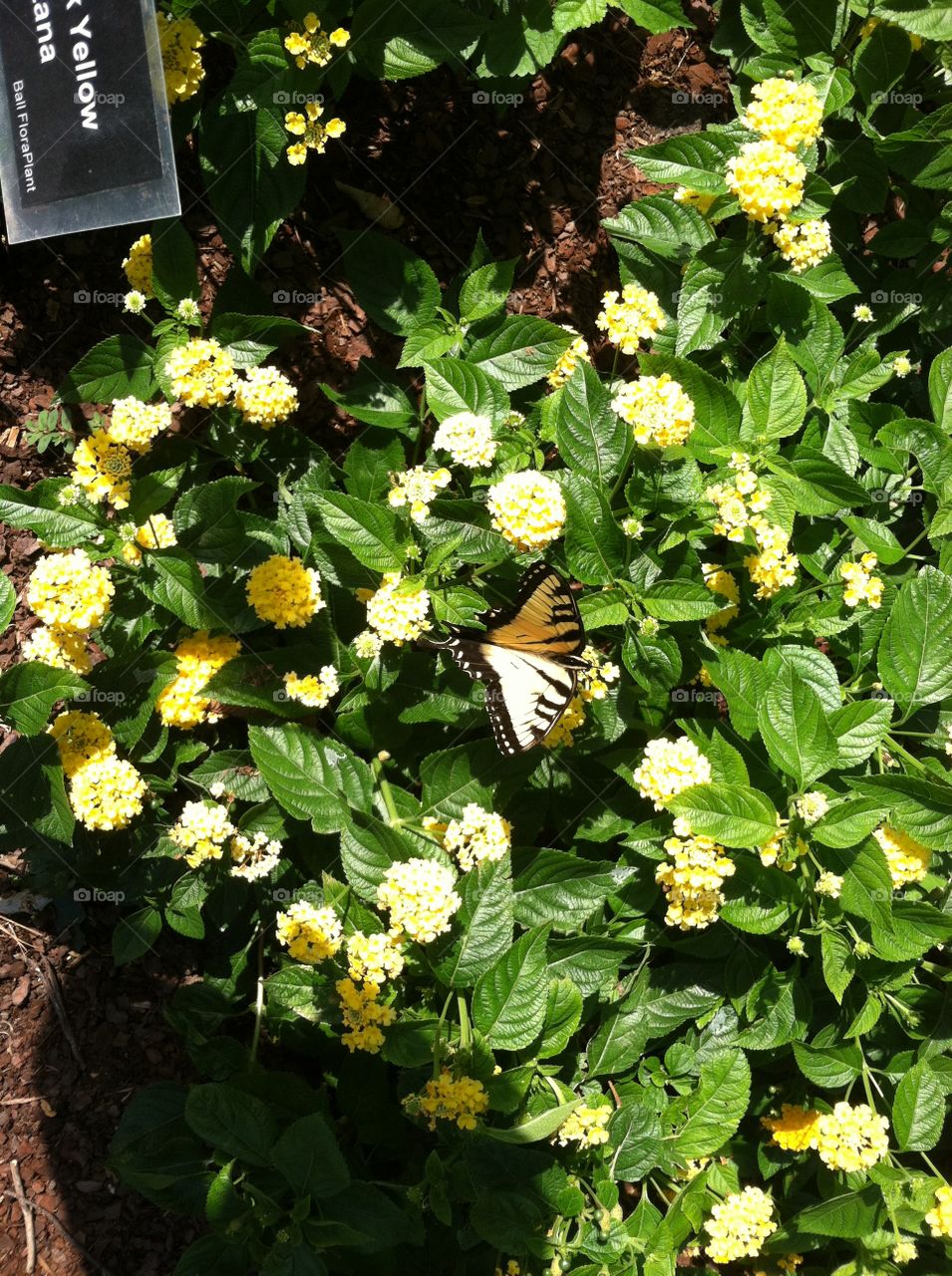 Butterfly in center of garden. Butterfly landed in middle of yellow blooming flower garden

