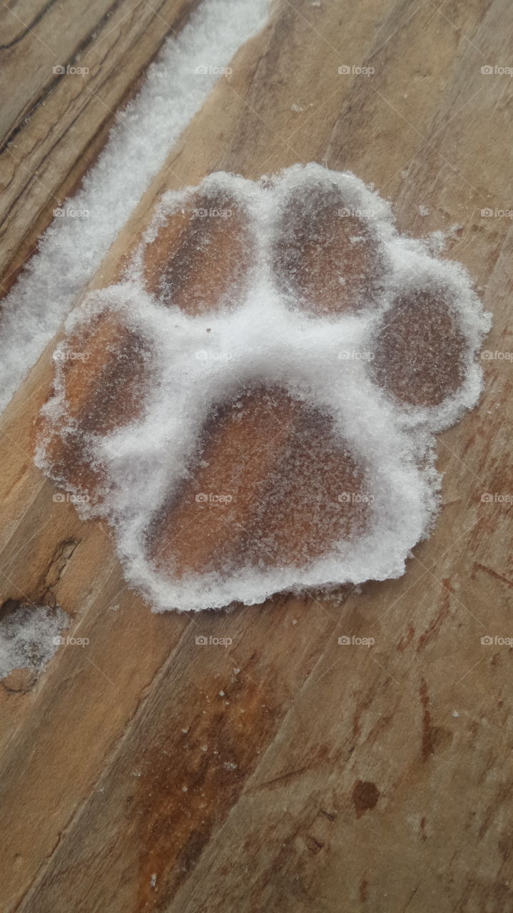 Frozen Puppy Paw