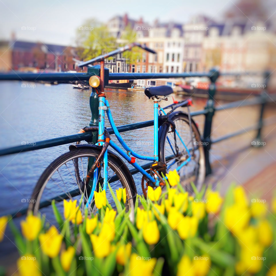 A blue bike parked on a bridge with tulips in Amsterdam, the Netherlands 