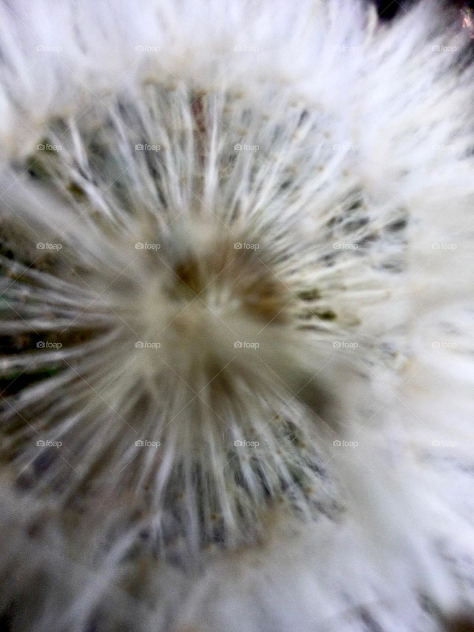 Flower. Diente de león