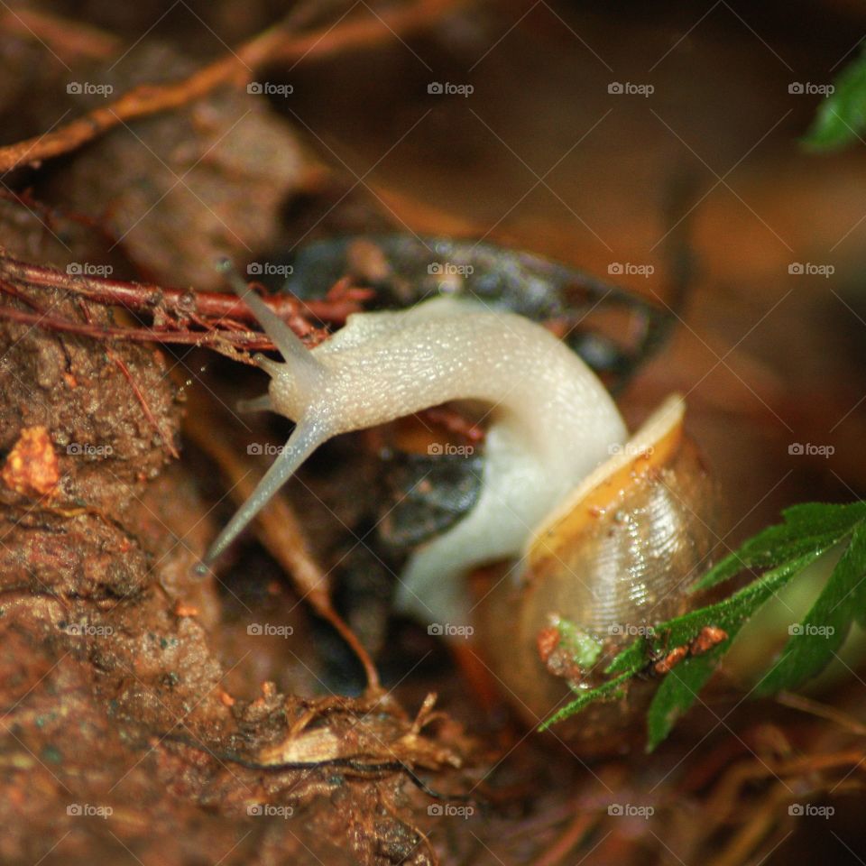 snail