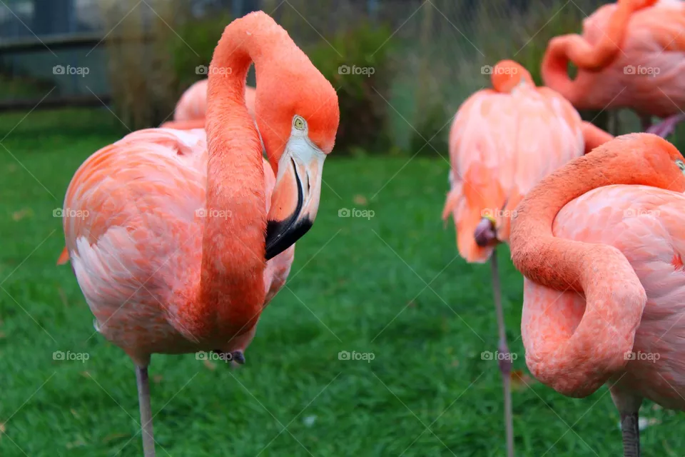 Flamingo 