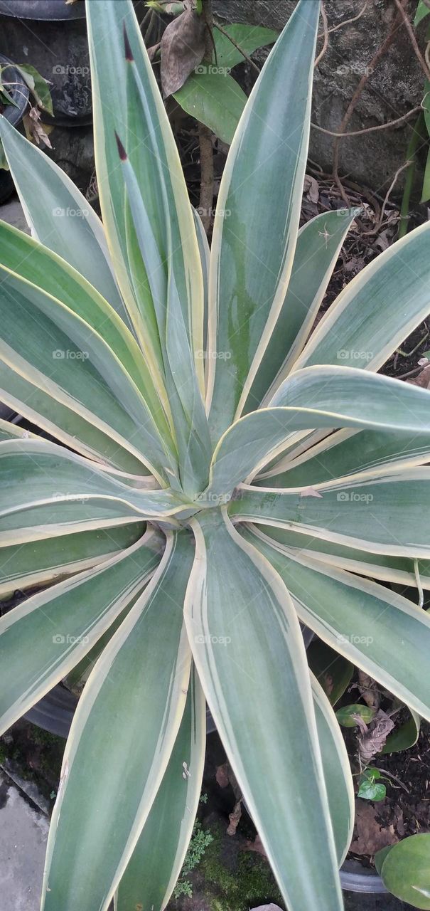 Agave