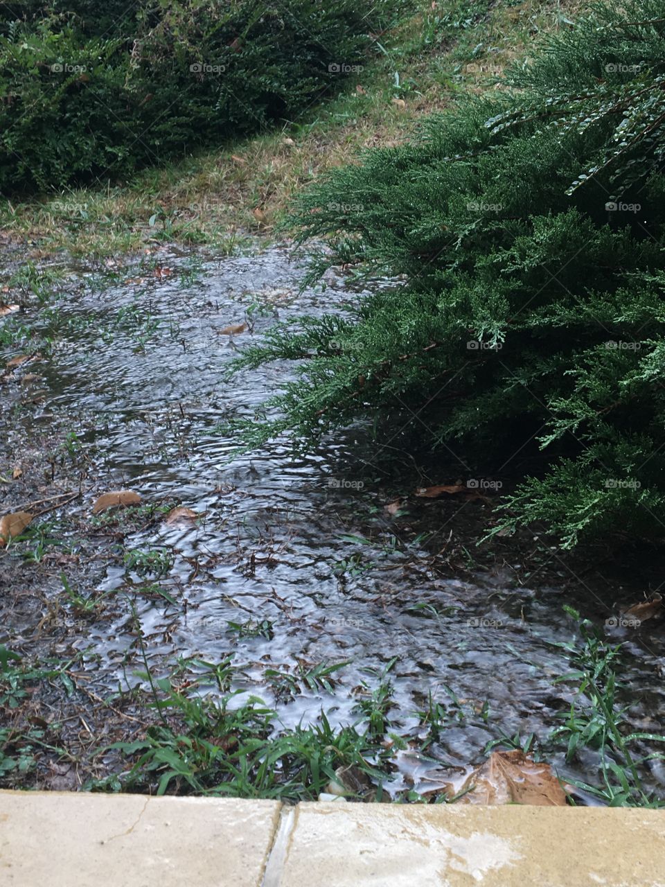Heavy rain in the garden