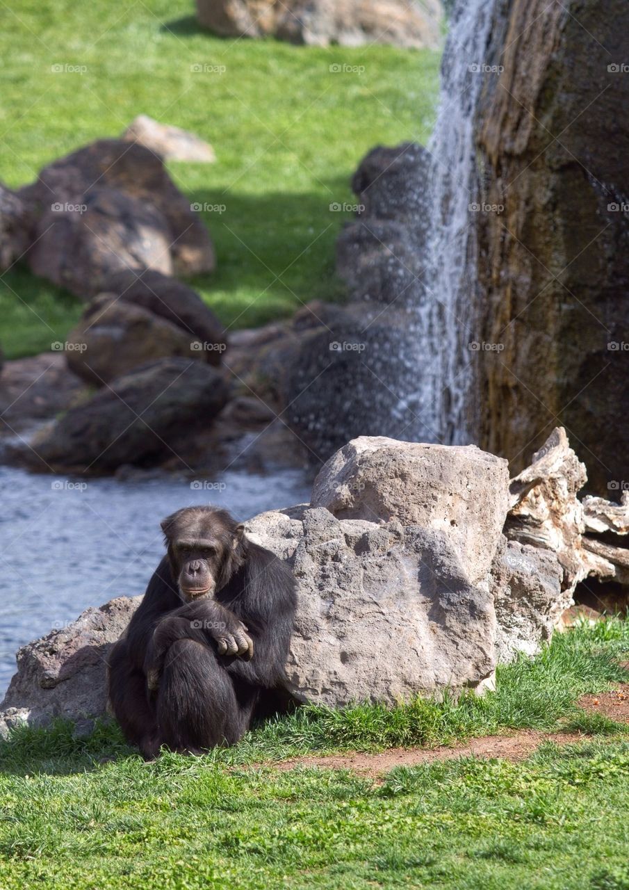 Chimpanzee sitting outdoors