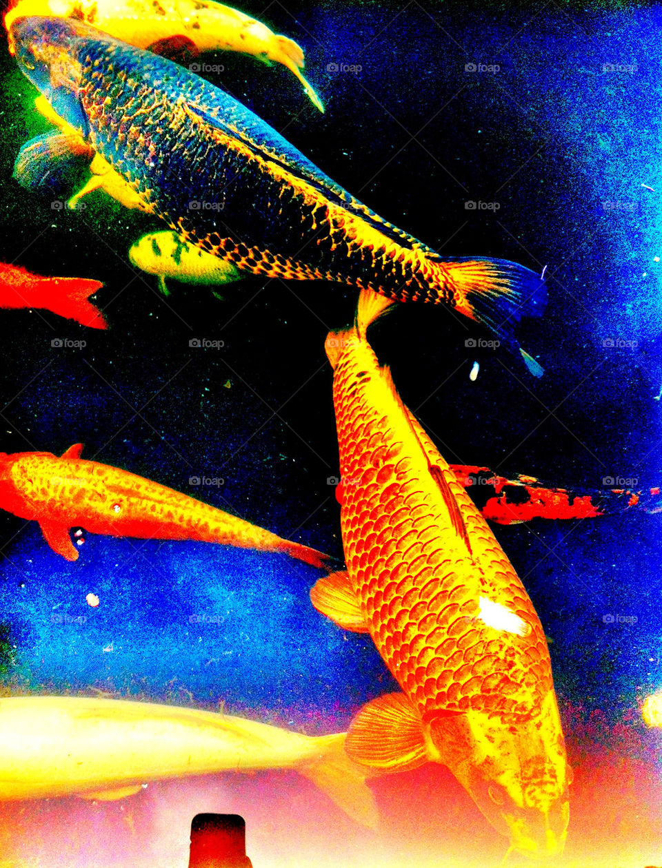 reflections pond water fish by binkyboo