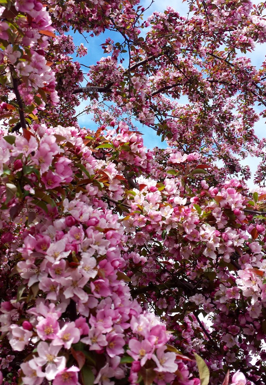 Flowering Tree. Blue Peeking Thru