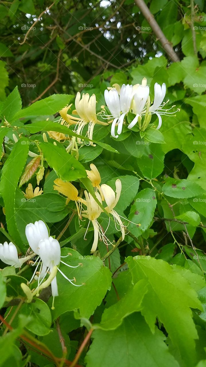 honeysuckle up close and personal