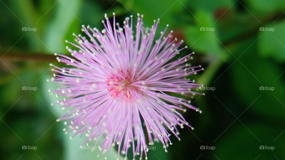 The flower of the shy daughter of the thorny beauty